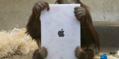 Orangutanes reciben su propio iPad