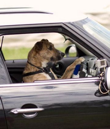 En Nueva Zelanda incluso los perros saben conducir