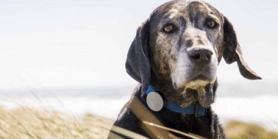 Este collar para perros nos permite saber cómo se siente nuestra mascota